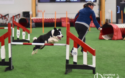 Trust and Training: The Core of Dog Agility Success