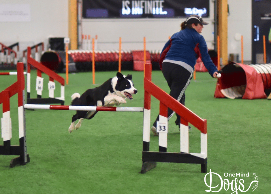 Trust and Training: The Core of Dog Agility Success