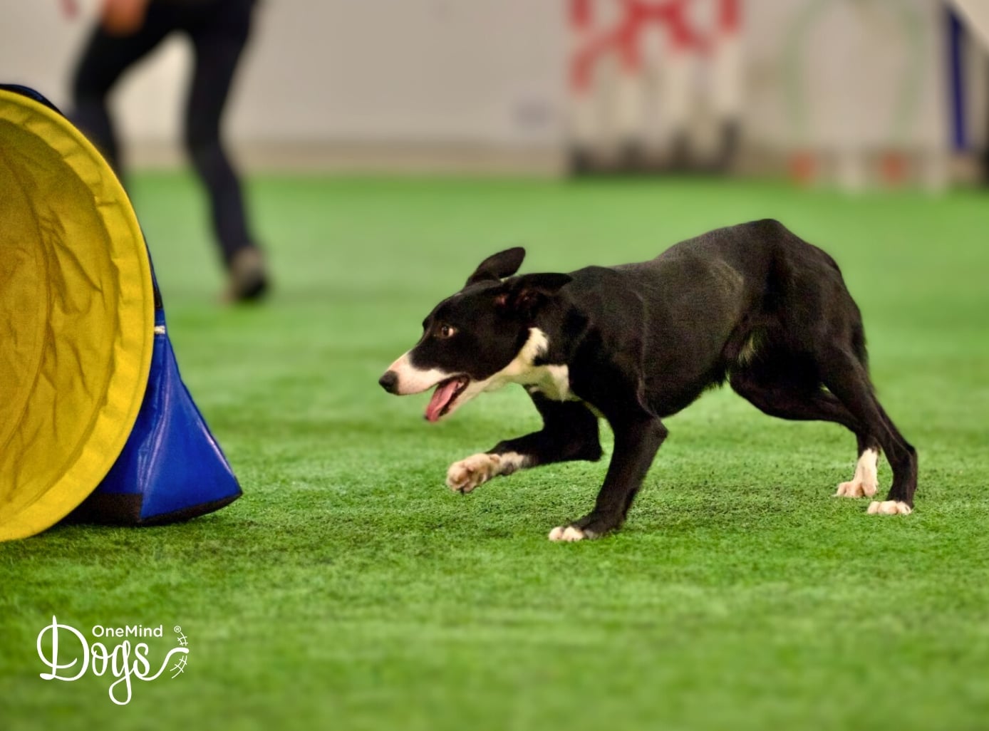 leading legs in dog agility leading legs in dog agility