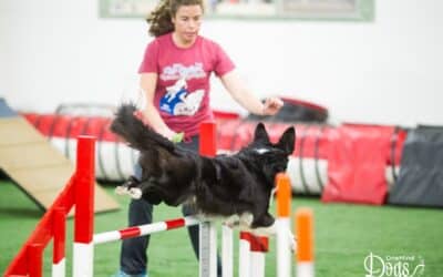 Handling threadles and serpentines in agility — The way your dog naturally understands!