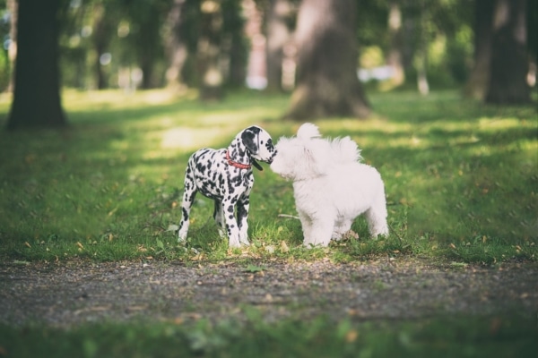 puppy socialization puppy socialization