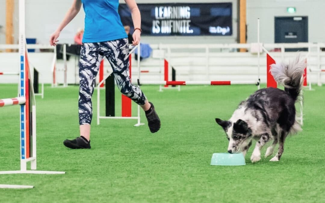 How to reward your dog in agility training: tips that really work