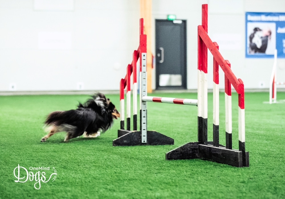 Independent Backside Sends dog agility Independent Backside Sends dog agility