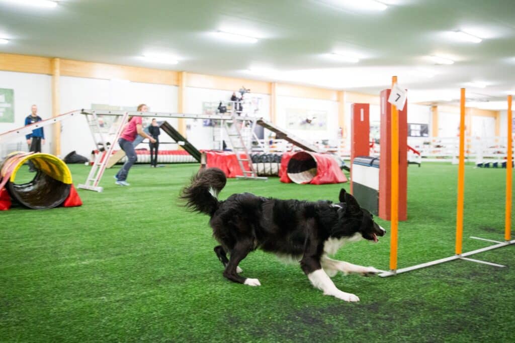 distance handling dog agility