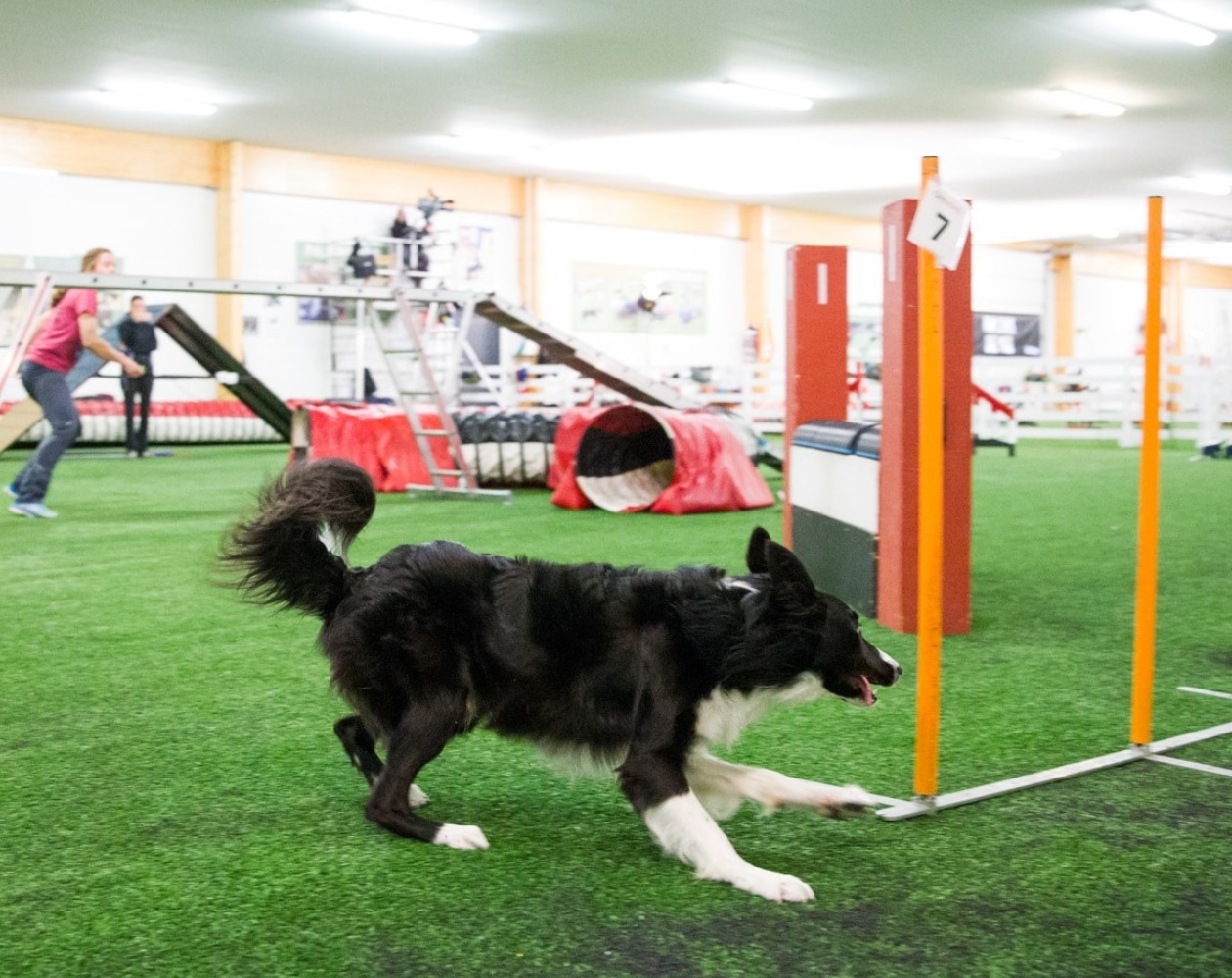 distance handling dog agility
