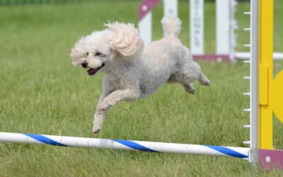 Short and sweet: how to make big agility progress in just 10 minutes