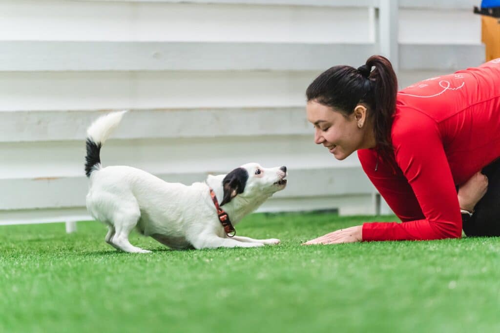 reward dog agility