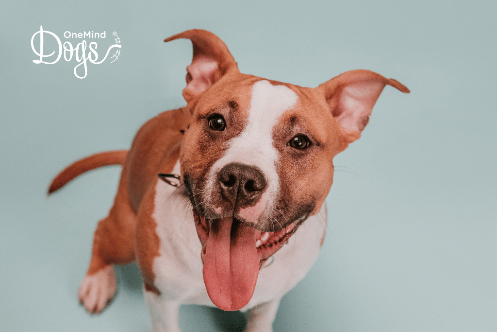 happy dog happy dog
