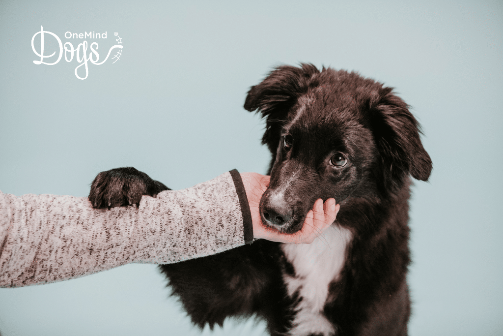 black and white border collie puppy shaking handle