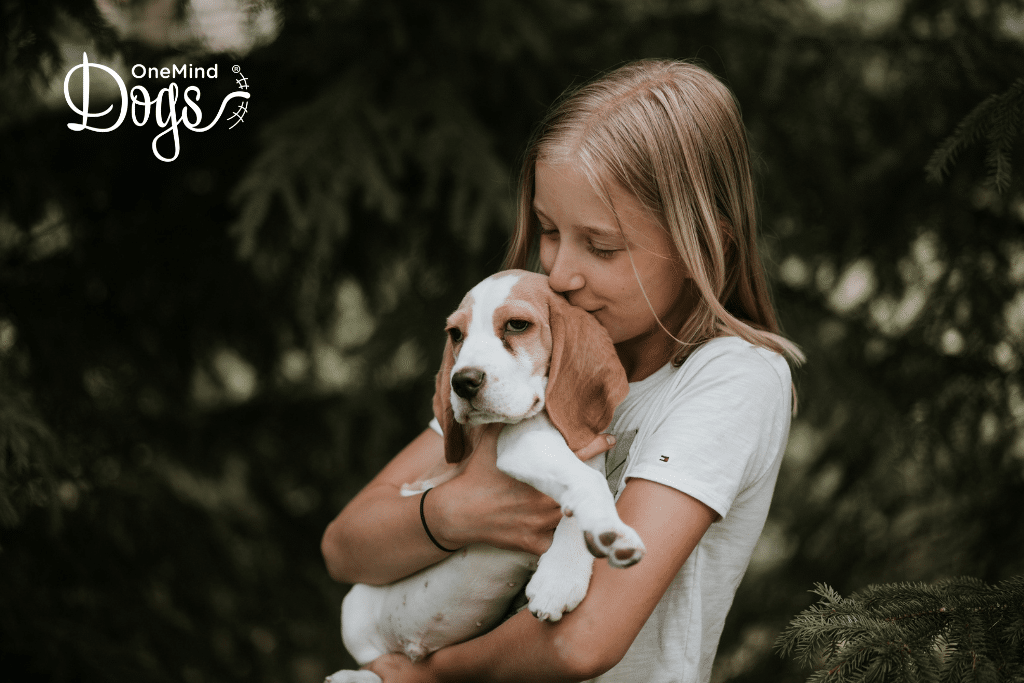 young girl hugs female beagle puppy