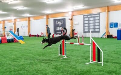 Mastering modern dog agility courses: Handle lines, not obstacles