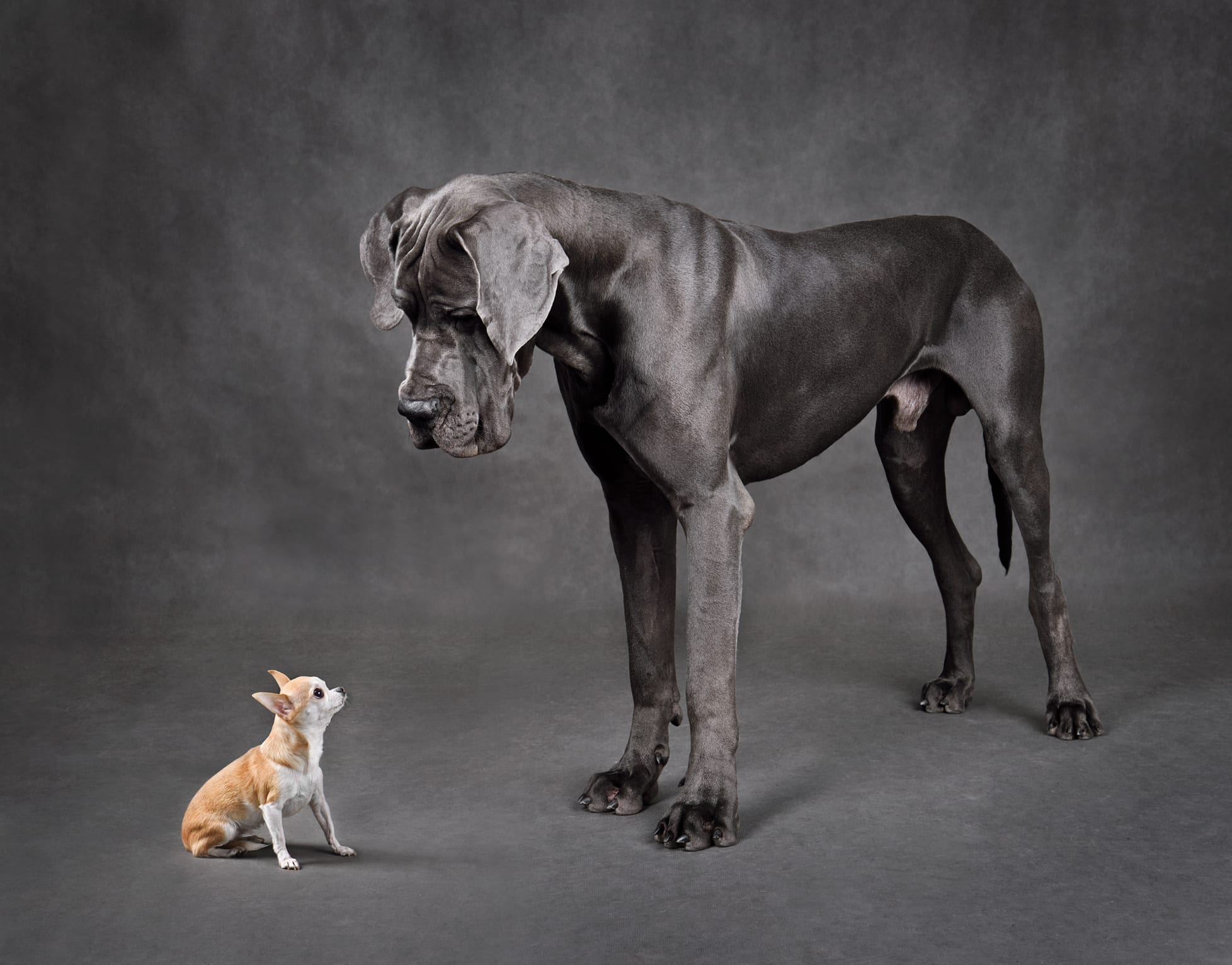 A small Chihuahua looking very tiny whilst standing next to a large Great Dane dog