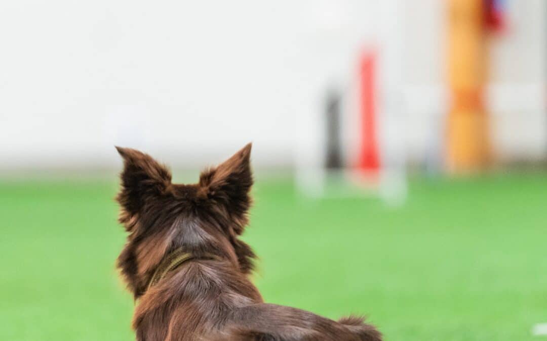 How to train a reliable start line stay in agility (or fix a broken one)