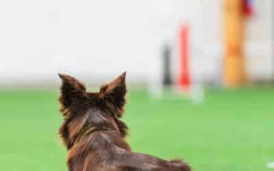 How to train a reliable start line stay in agility (or fix a broken one)