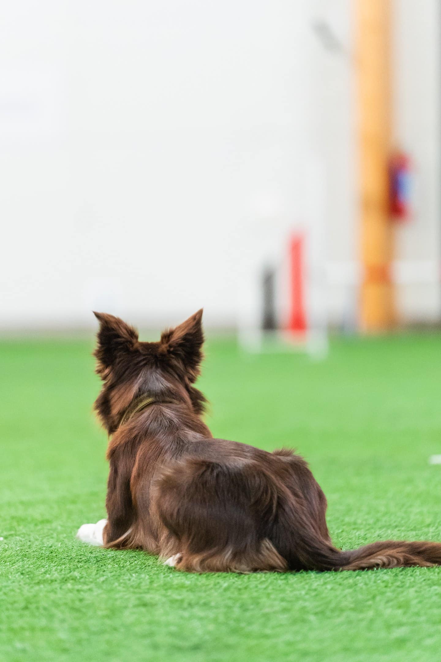 border collie start line stay agility border collie start line stay agility