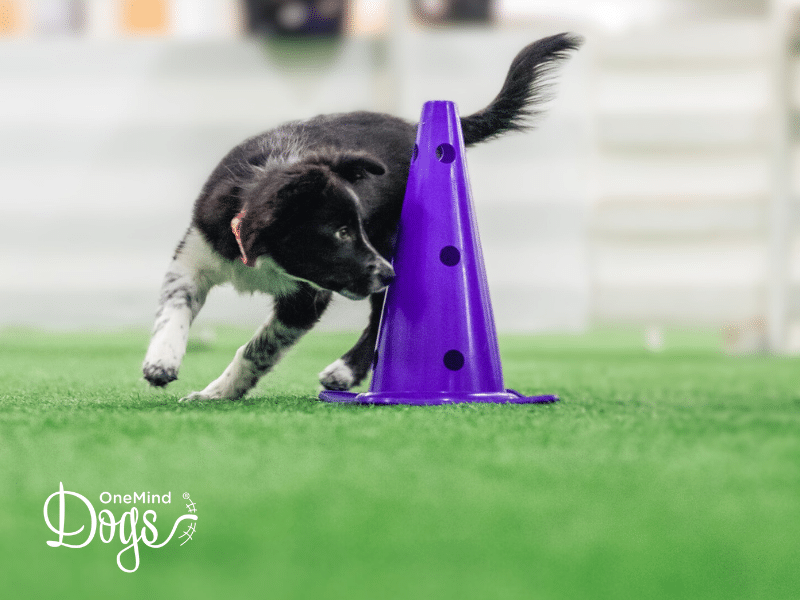 border collie pup wrap cone