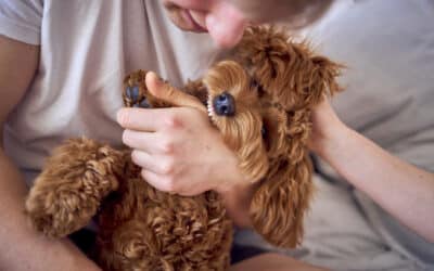Ouch! A puppy owner’s guide to stop puppy biting