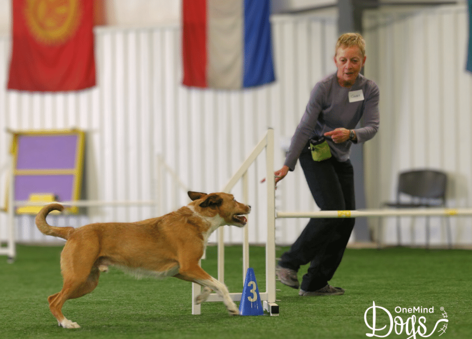 Understanding and handling S-lines in dog agility