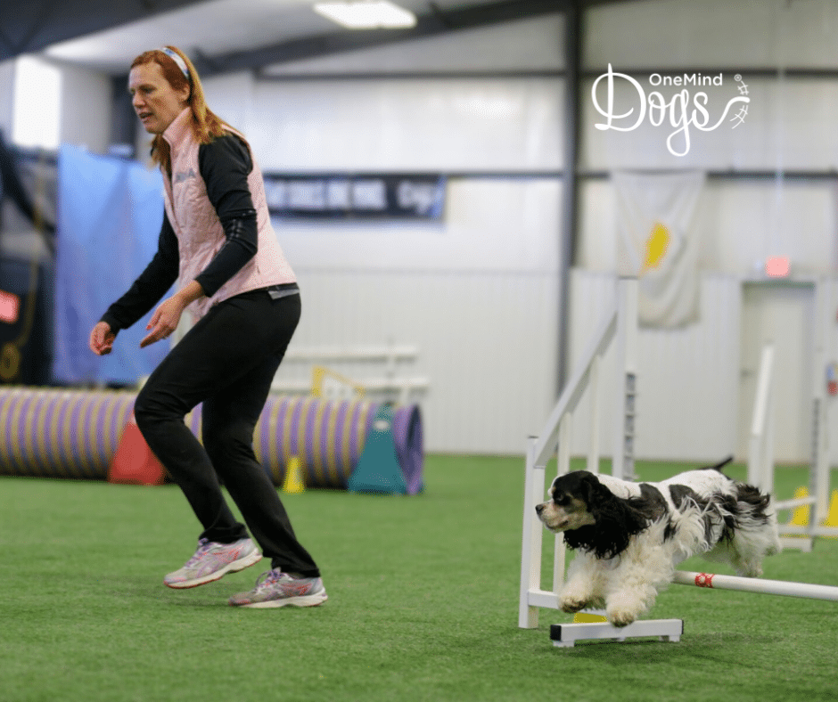 agility foundation