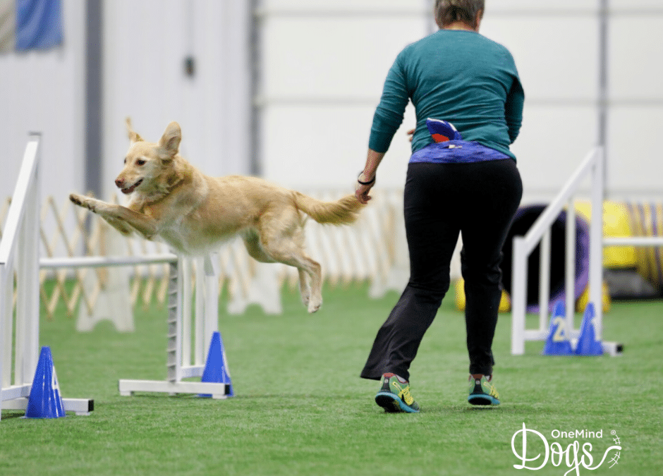 Choosing the Best Agility Handling Techniques for Your Team