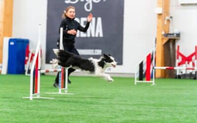 Handling fast dogs in agility: It’s all about the dog’s perspective