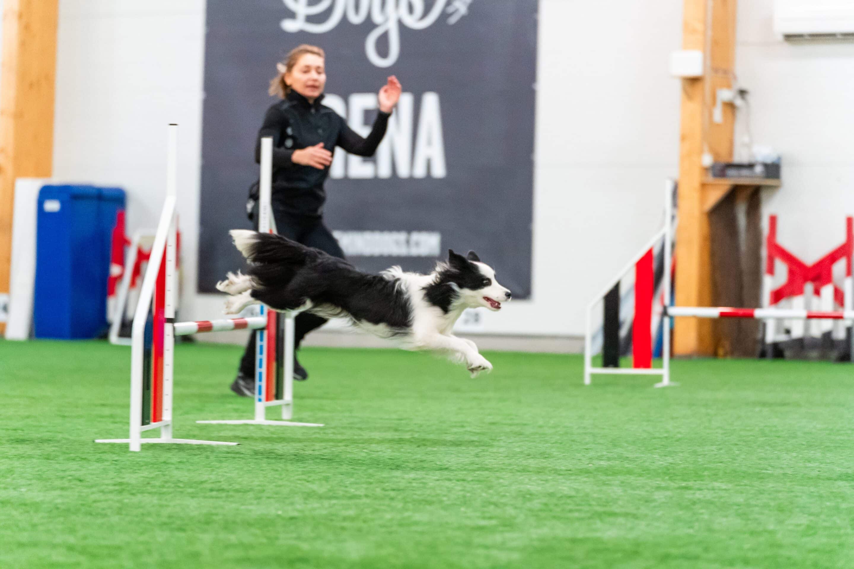 fast agility dog
