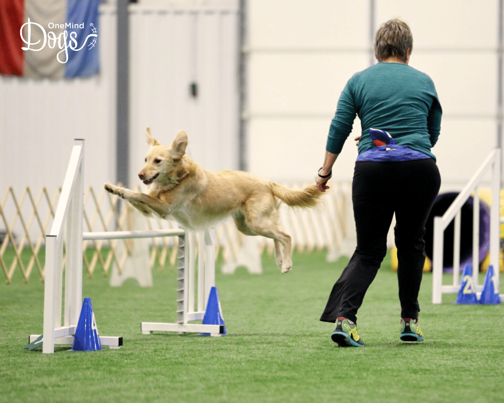onemind dogs agility handling techniques for S-lines