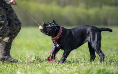 What to consider when raising and training a Cane Corso