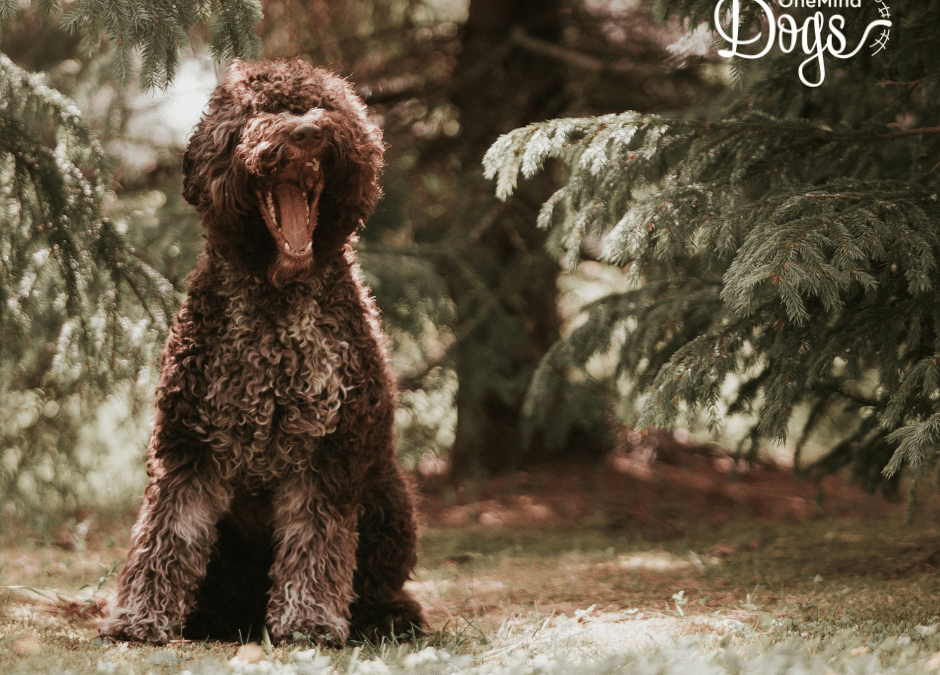 Puppy barking: why puppies bark and how to handle it