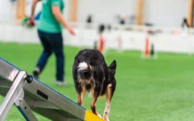 Independent obstacle skills in dog agility