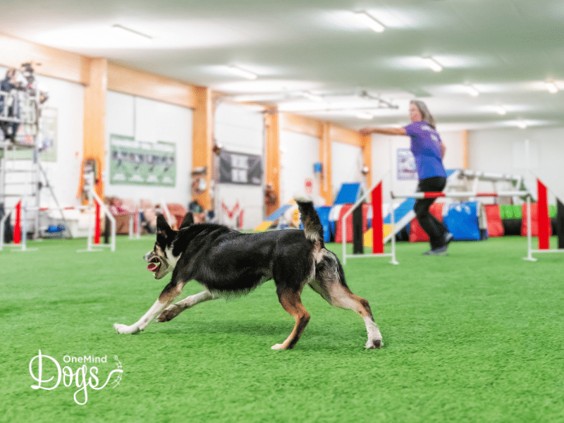 Layering in dog agility: Why and how to add it to your handling toolbox