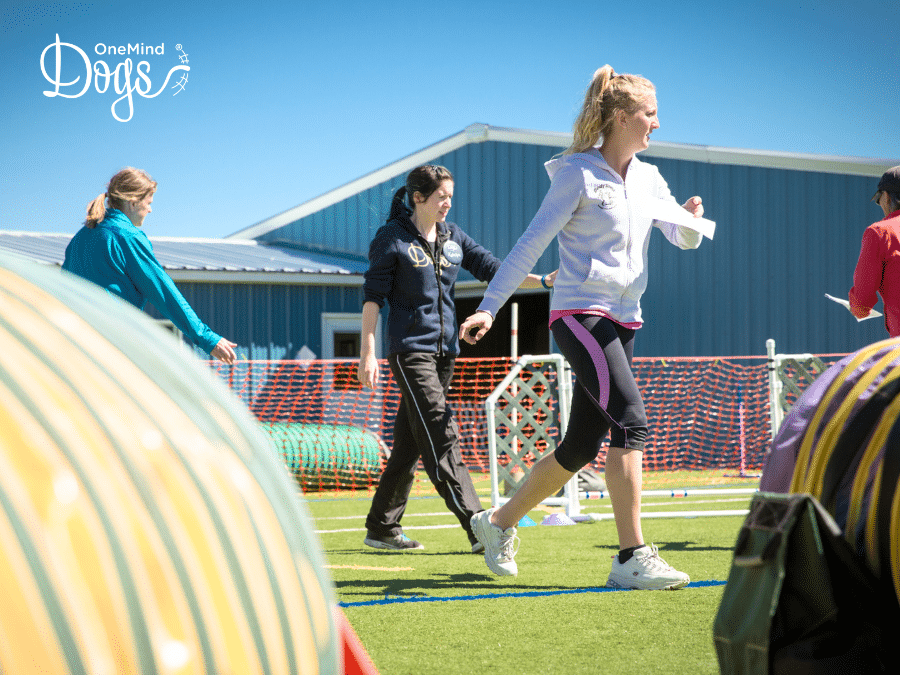 Agility course analysis: Making better handling plans