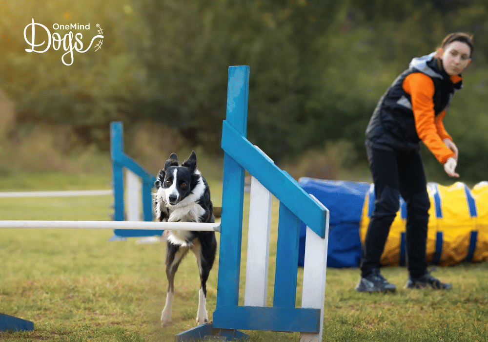 border collie backyard agility