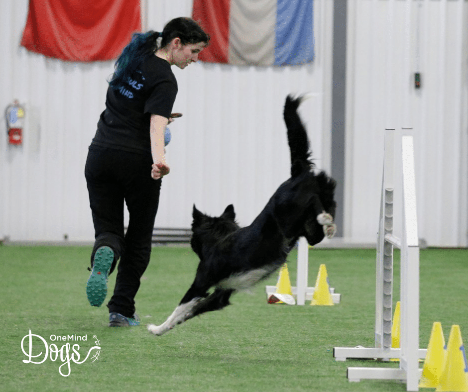 handling a serpentine in agility