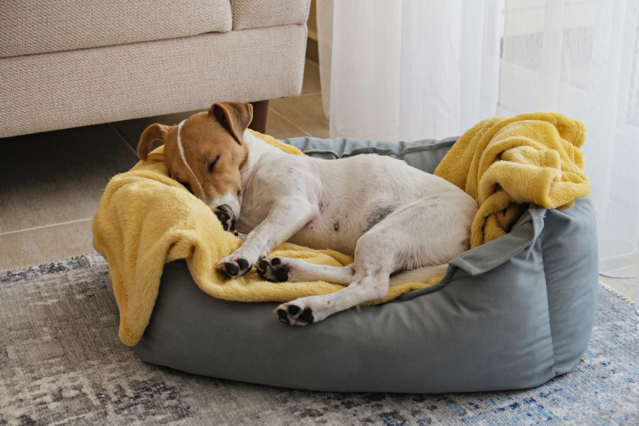 sleeping jack russell
