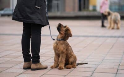 Why your dog doesn’t listen — and how to fix it