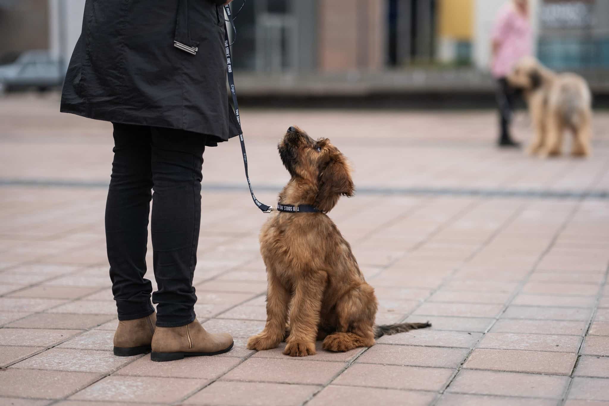 dog doesn't listen