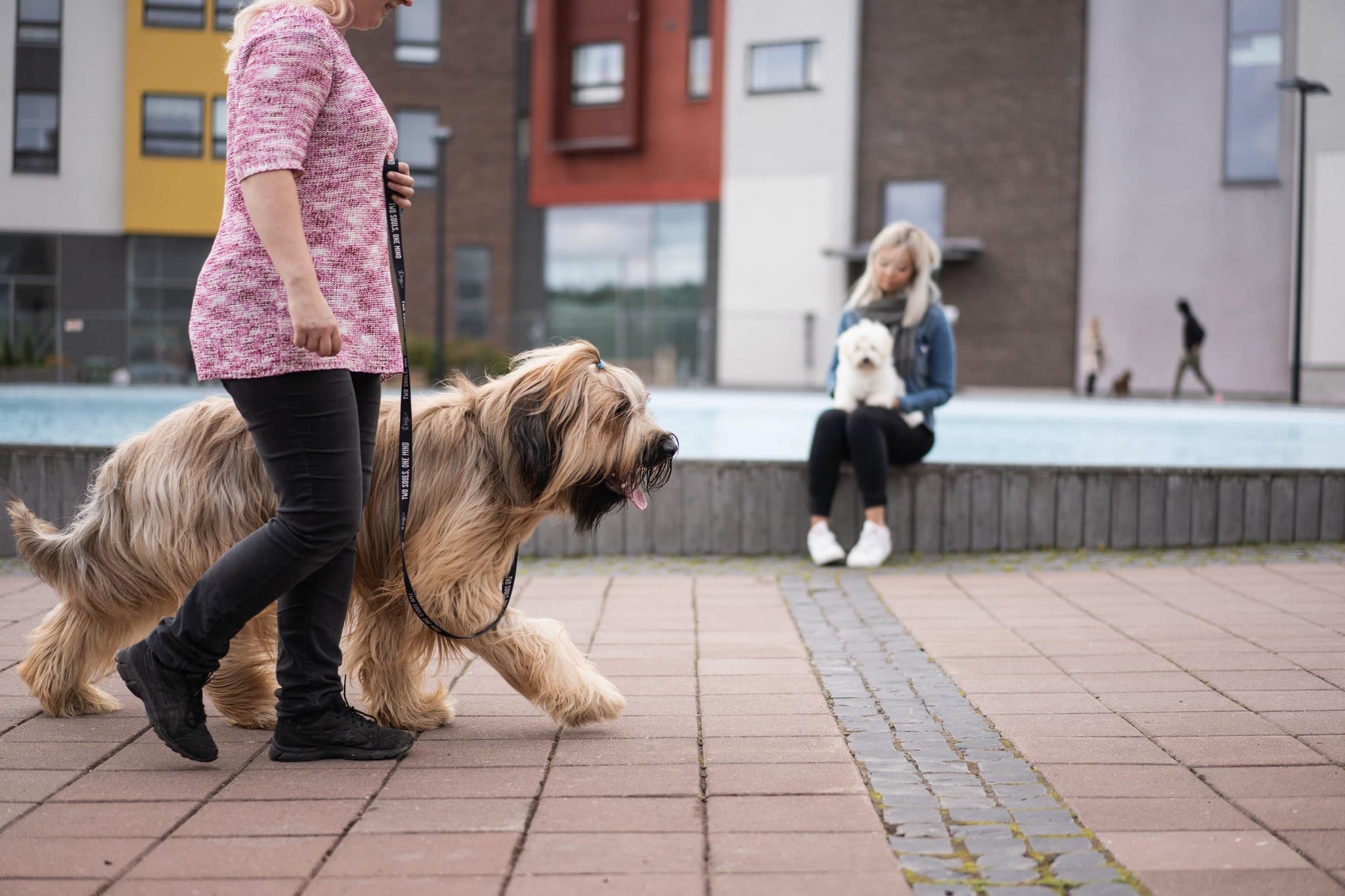 dog loose leash walking