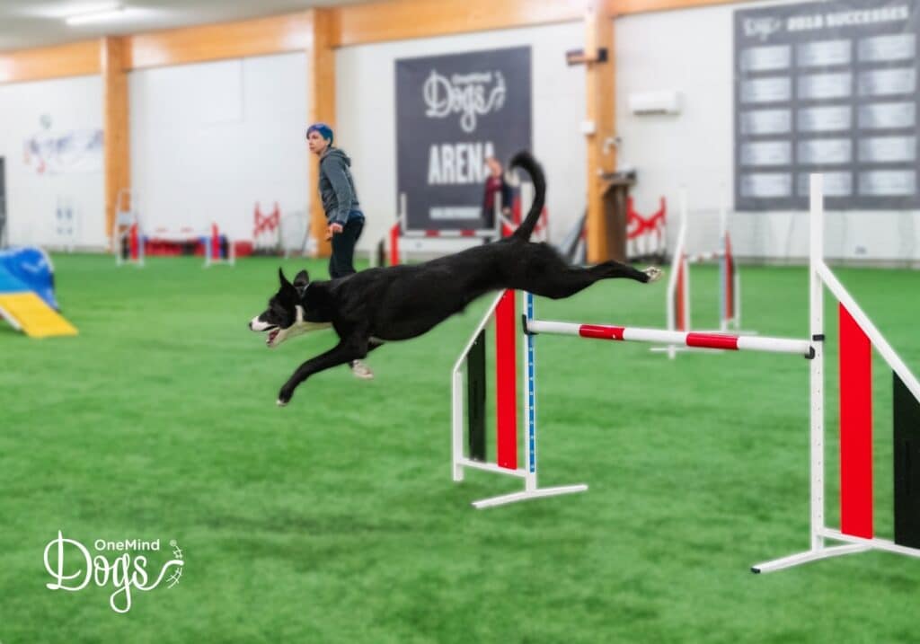 fast dogs agility
