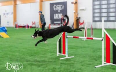 Handling tips for fast, large-striding agility dogs