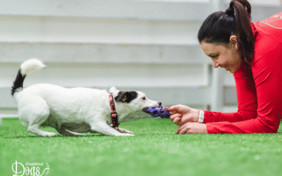 Drive and motivation in dog agility: bring out the best in your teammate