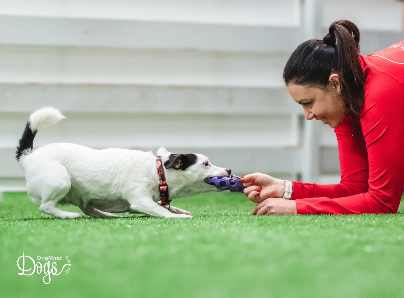 drive and motivation in dog agility
