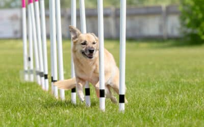 Training dog agility by yourself: how to stay motivated, have fun, and make real progress