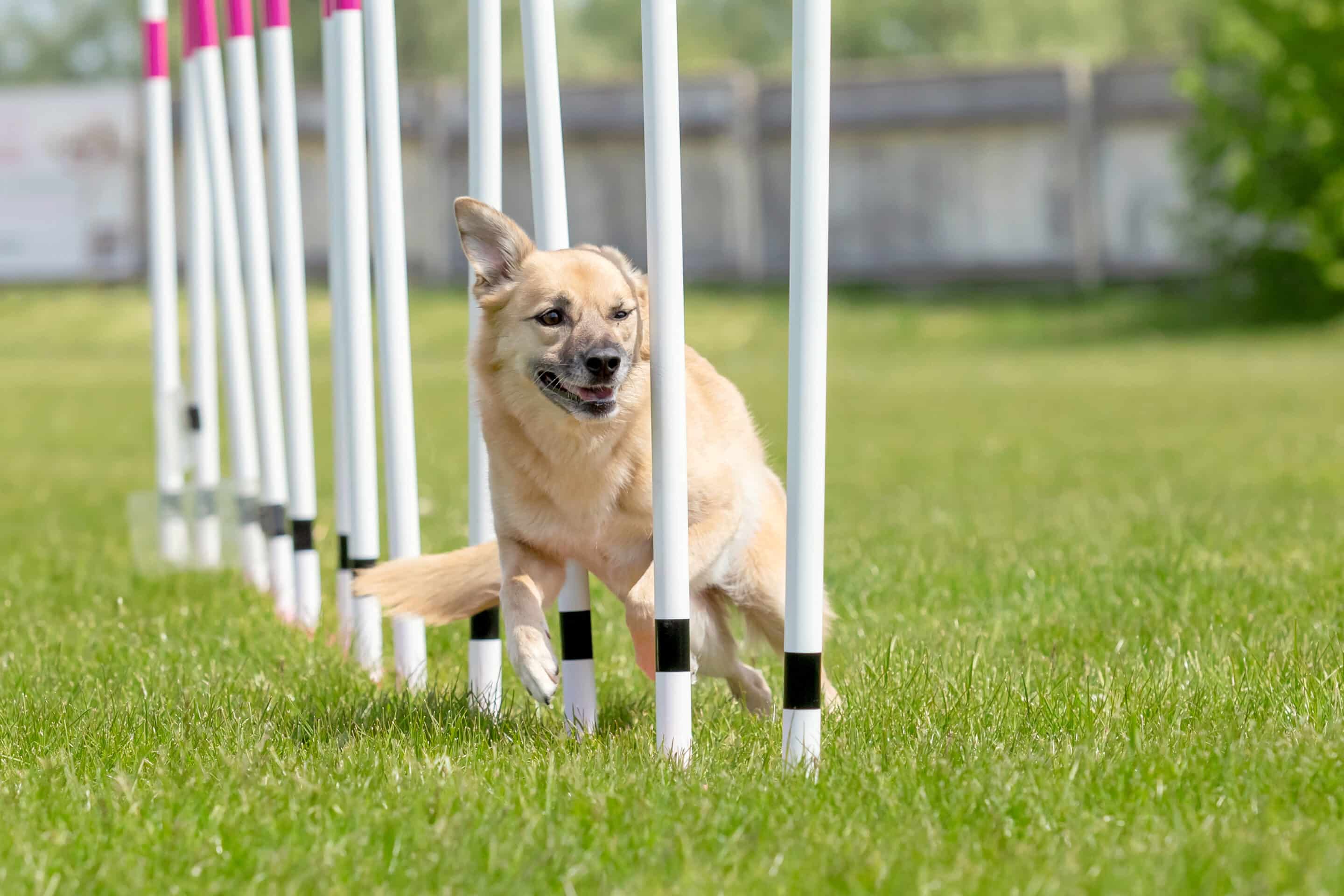 training dog agility by yourself
