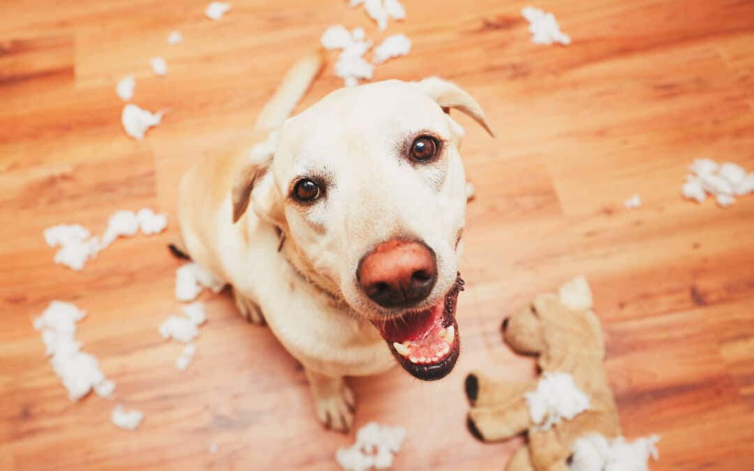 Is your dog truly happy?