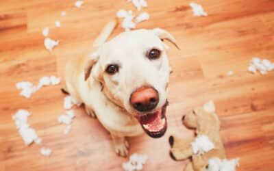 Is your dog truly happy?