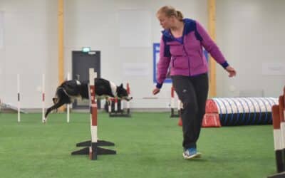 How to get your dog to collect and turn tight in agility
