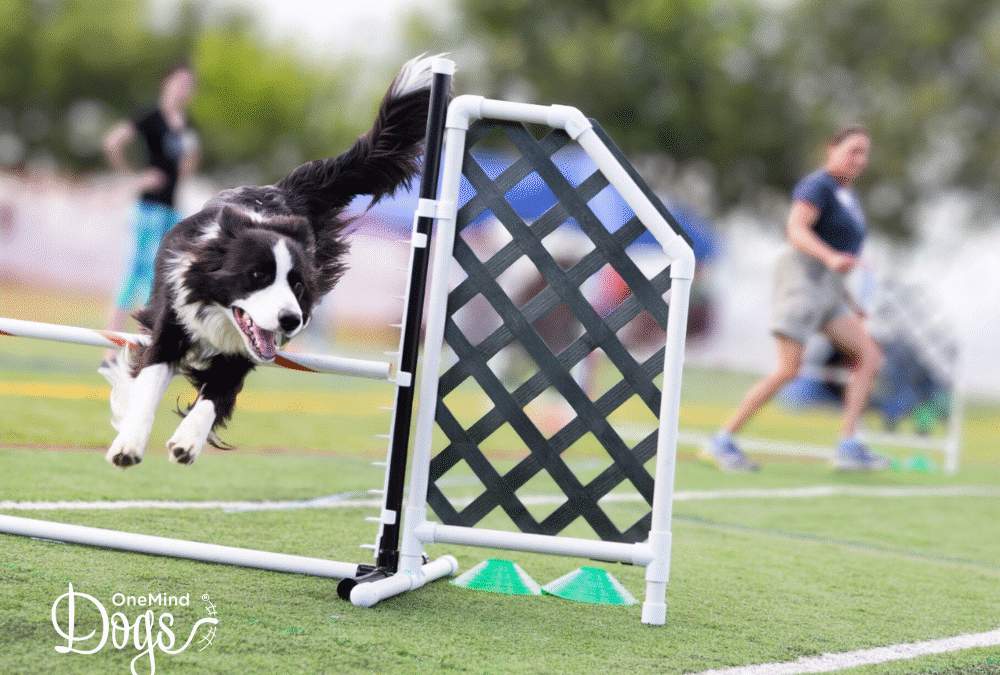 Balancing obstacle focus and handler focus in dog agility