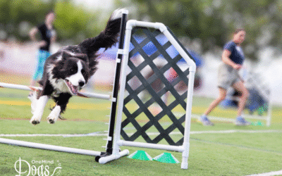 Balancing obstacle focus and handler focus in dog agility
