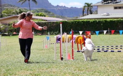 I’m just blown away! How OneMind Dogs changed our agility journey
